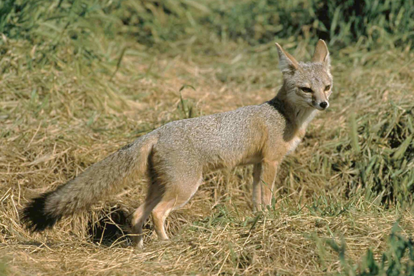 San Joaquin Kit Fox