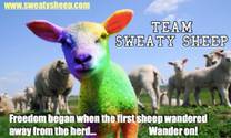 Sweaty Sheep