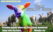 Sweaty Sheep