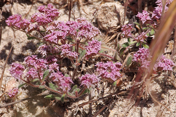 Ben Lomond Spineflower