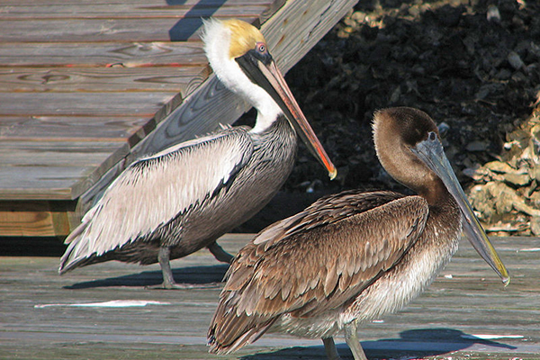 Brown Pelican