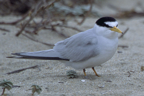 California Least Tern