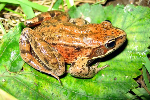 California Red-Legged Frog