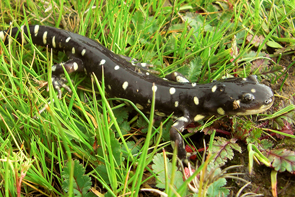 California Tiger Salamander