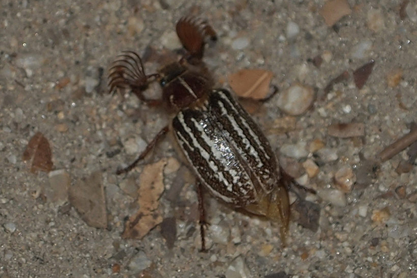 Mount Hermon June Beetle