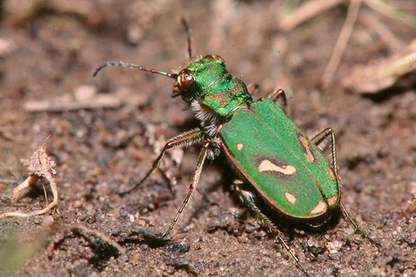 Ohlone Tiger Beetle