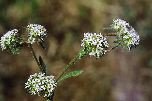 Robust Spineflower