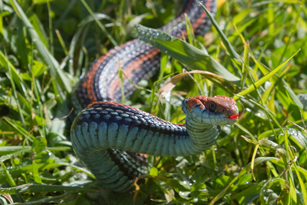 San Francisco garter snake