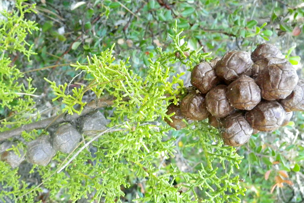 Santa Cruz Cypress