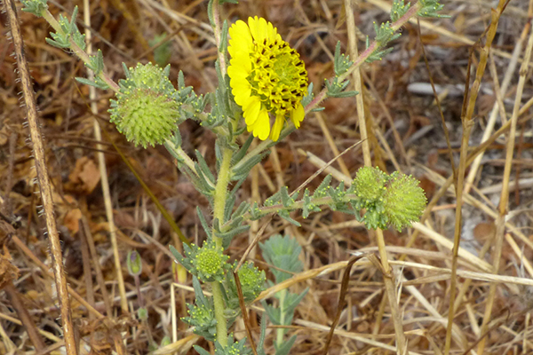 Santa Cruz Tarplant