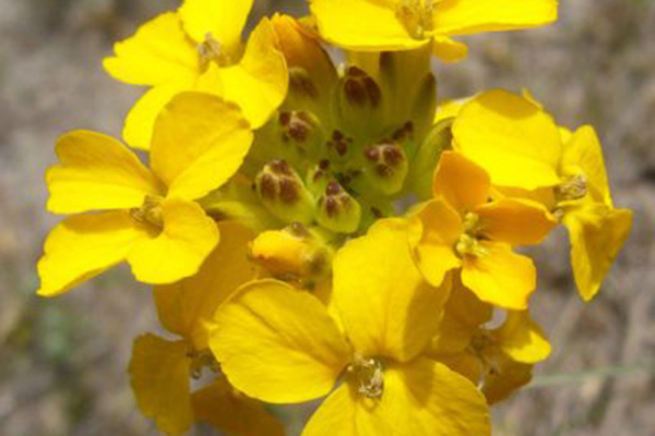 Santa Cruz Wallflower