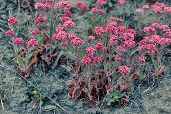 Scotts Valley Spineflower