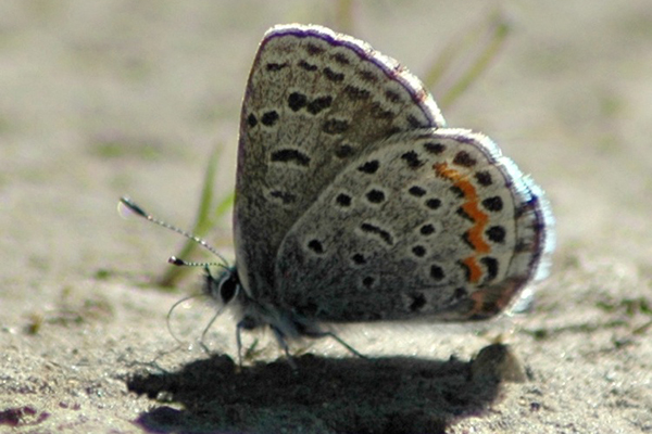 Smith's Blue Butterfly