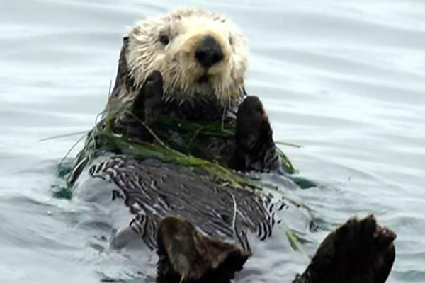 Southern Sea Otter