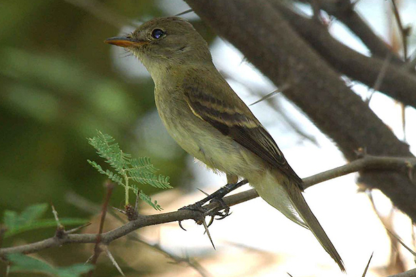 Southwestern Willow Flycatcher