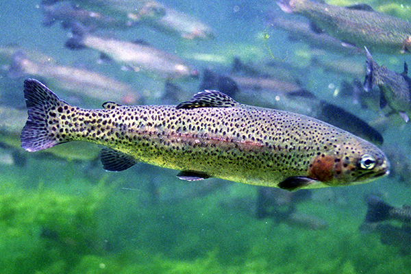 Steelhead Trout