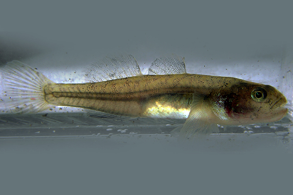 Tidewater Goby