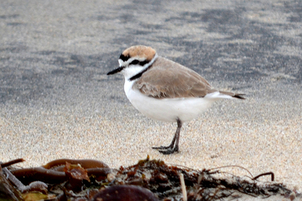 Western Snowy Plover