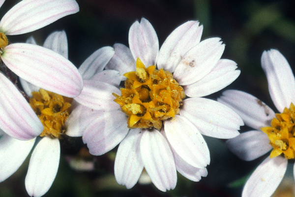 White-Rayed Pentachaeta