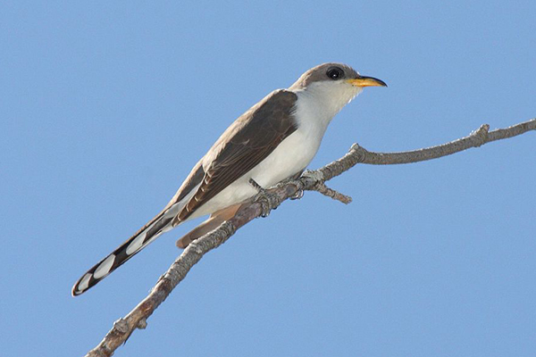 Yellow-billed Cuckoo