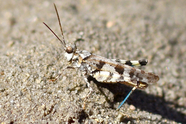 Zayante Band-winged Grasshopper